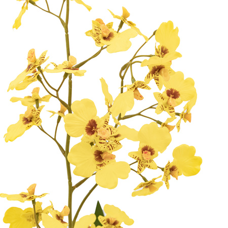 Orchid Yellow in Low Ceramic Pot 580mm