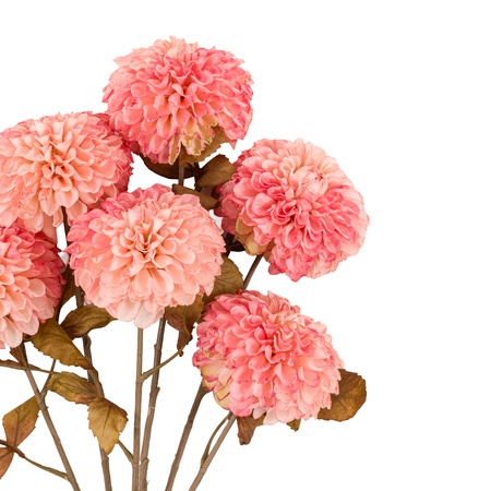 Faux Stem Dahlia Apricot 730mm (6pk)