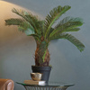 Faux Cycad 620mm