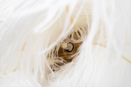 MOOSEE lampa wisząca TIFFANY 135 biała    mosiądz / naturalne pióra