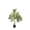 Potted Chinese White Olive Tree 3ft