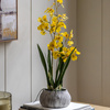 Orchid Yellow in Low Ceramic Pot 580mm