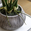 Orchid White in Low Ceramic Pot 580mm