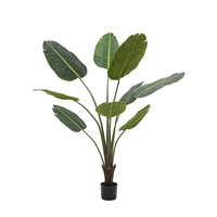 Potted Travellers Palm Tree 5ft