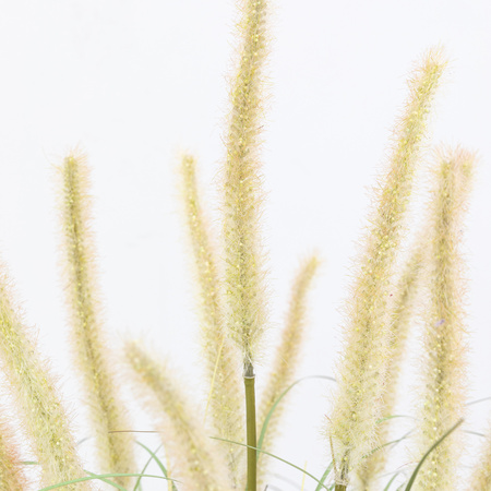 Potted Grass with Cattail Seed Heads 570mm