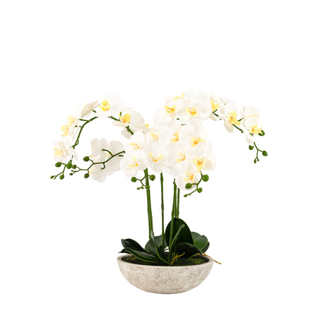 Oversized Orchid in Cement Pot White 545x545x650mm