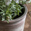Potted Rustic White Lavendar 280x280x300mm