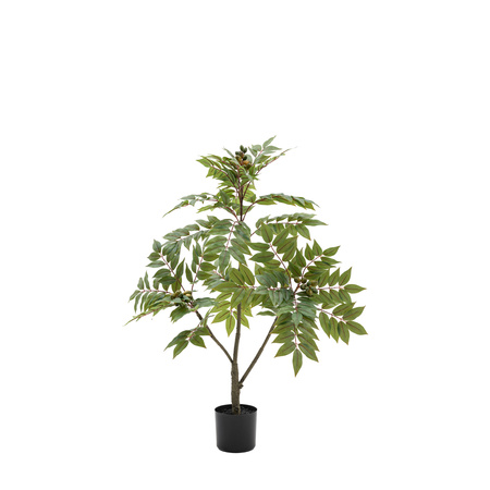 Potted Chinese White Olive Tree 3ft