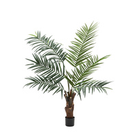 Potted King Kentia Palm Tree 5ft