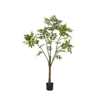 Potted Chinese White Olive Tree 5ft