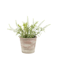 Potted Rustic White Lavendar 280x280x300mm