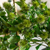 Faux Stem Thistle Green 790mm (12pk)