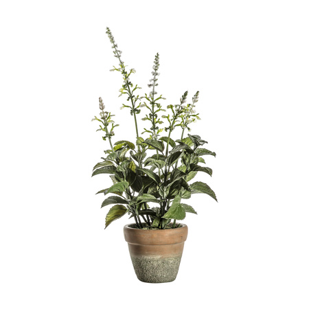 Potted Salvia White 200x200x460mm