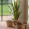 Potted Sansevieria Plant 4ft