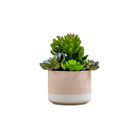 Potted Echeveria Mix in Ceramic Pot H160mm