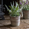 Potted Rustic White Lavendar 280x280x300mm