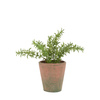 Potted Rosemary Terracotta 150x150x230mm