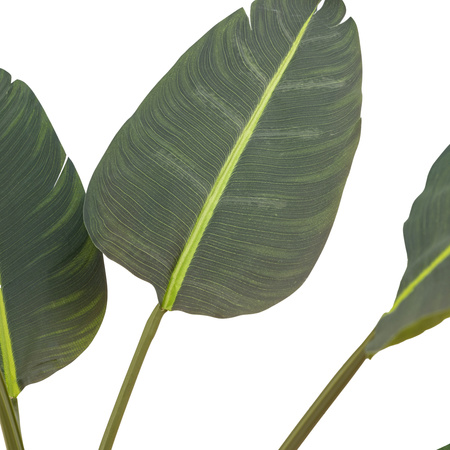 Potted Travellers Palm Tree 5ft