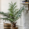 Potted King Kentia Palm Tree 4ft