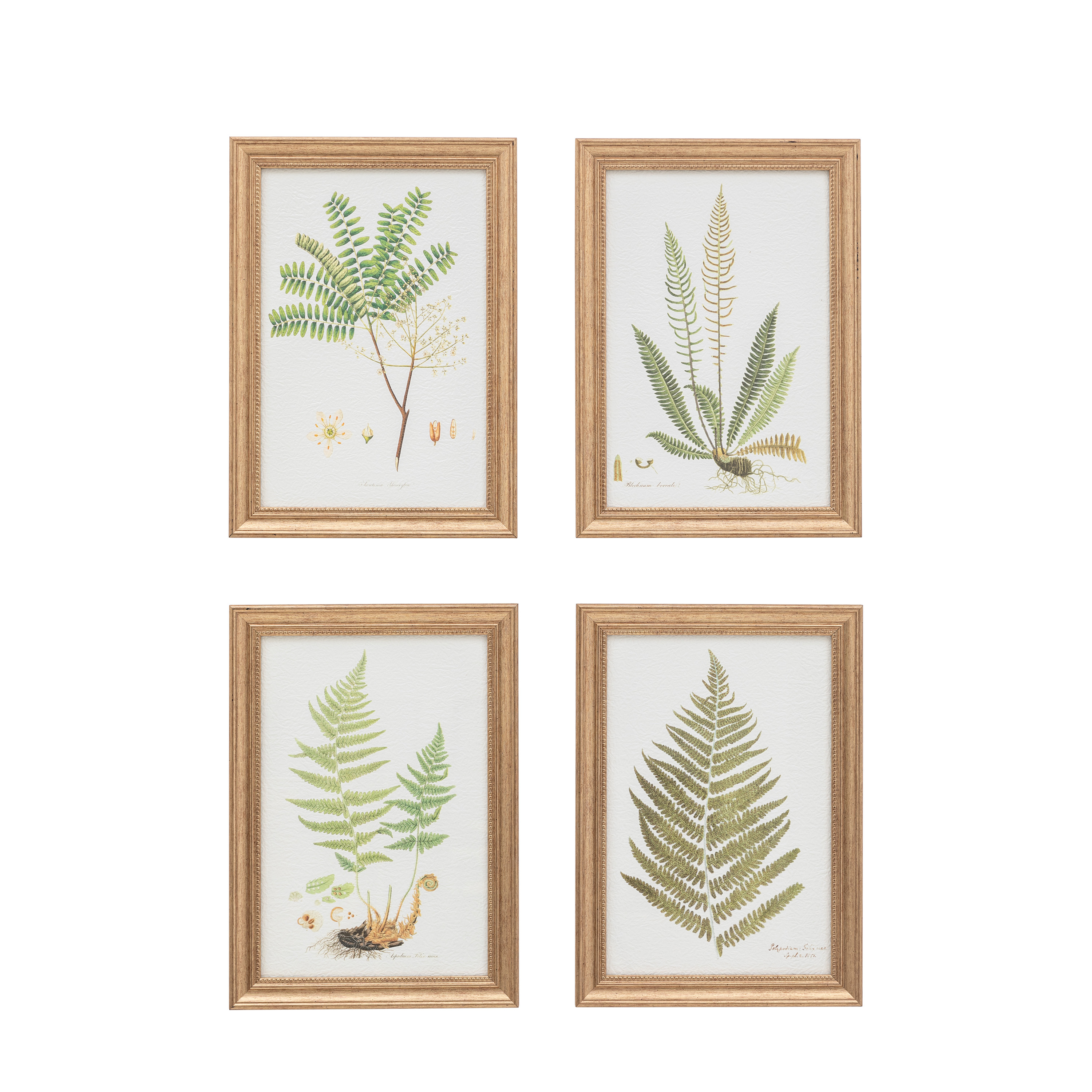 Obraz w ramie „Assorted Ferns” – zielony, 27 × 1,6 × 37 cm, zestaw 4 szt.