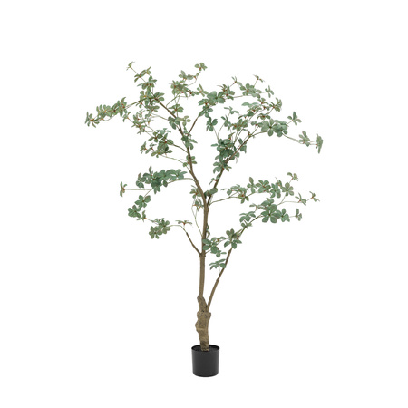 Potted Rhodoleia 5ft Tree