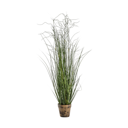 Potted Onion Grass Green 100mm