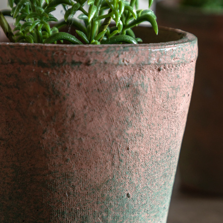 Potted Rosemary Terracotta 150x150x230mm