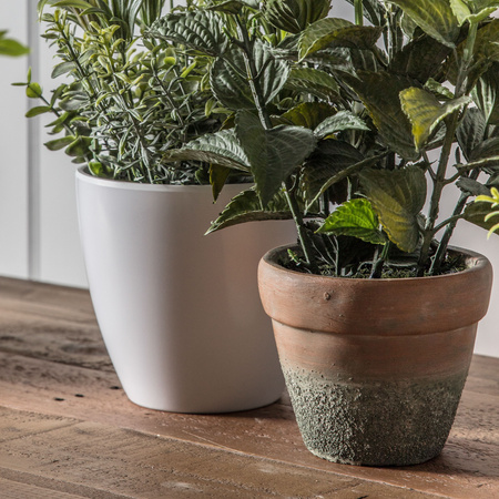 Potted Salvia White 200x200x460mm