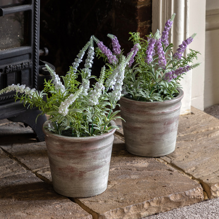 Potted Rustic White Lavendar 280x280x300mm