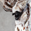 In the Wild I Framed Canvas 720x60x920mm