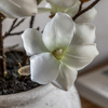 Magnolia Vase Arrangement 450x400x600mm