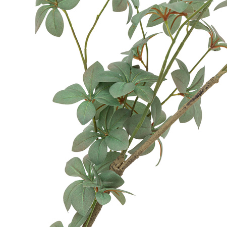 Potted Rhodoleia 5ft Tree