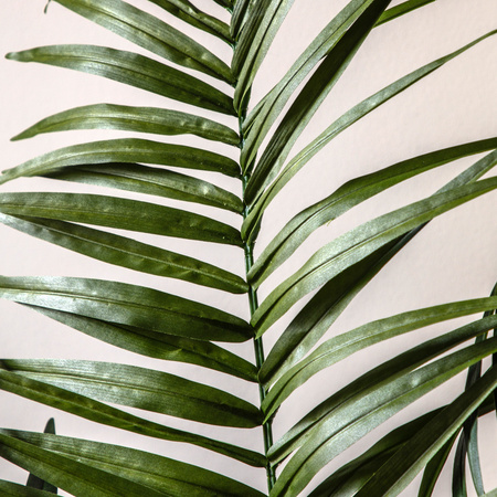 Potted King Kentia Palm Tree 5ft