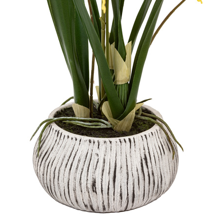 Orchid Yellow in Low Ceramic Pot 580mm