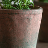 Potted Rosemary Terracotta 150x150x230mm