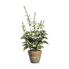 Potted Salvia White 200x200x460mm