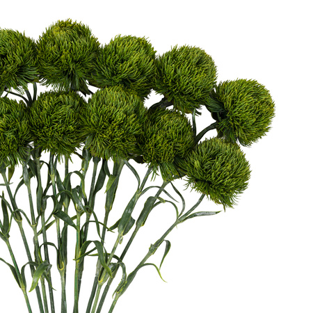 Faux Stem Statement Bloom Green 540mm (12pk)