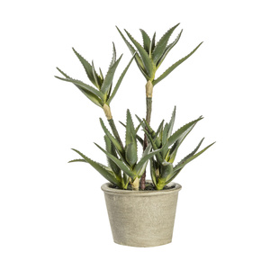 Aloes w doniczce 250 x 250 x 380 mm