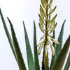 Potted Aloe with Flowers Green White H660mm