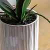 Orchid Cream in Ribbed White Ceramic Pot 320mm