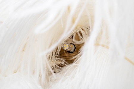 MOOSEE lampa wisząca TIFFANY 135 biała    mosiądz / naturalne pióra