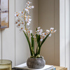Orchid White in Low Ceramic Pot 580mm