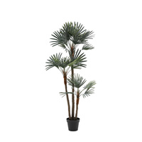 Potted Statement Palm 1580mm