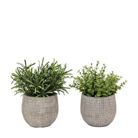 Potted Plant Ceramic Scratch Pot Rosemary Set of 2