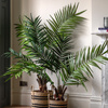 Potted King Kentia Palm Tree 5ft
