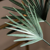 Potted Statement Palm 1580mm