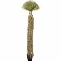 KARE roślina dekoracyjna YUCCA ROSTRATA   240 cm