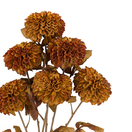 Faux Stem Dahlia Burnt Orange 730mm (6pk)