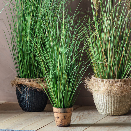 Potted Onion Grass Green 100mm