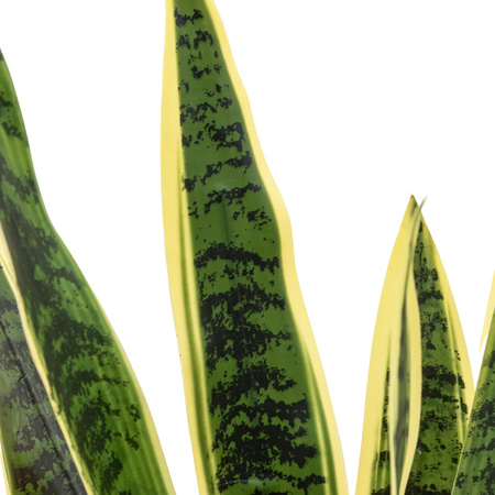 Potted Sansevieria Plant 4ft